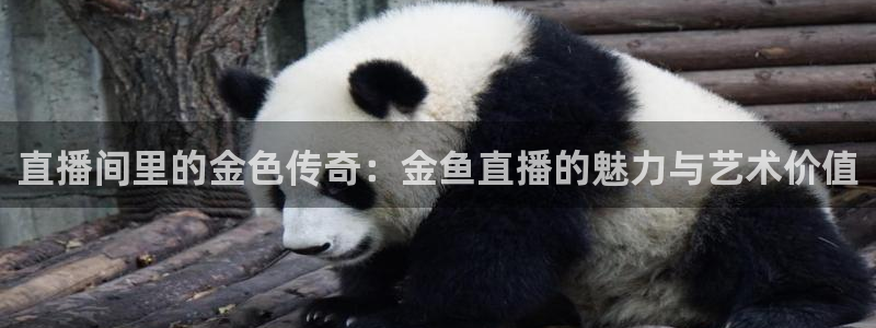 黑白直播免费直播nba：直播间里的金色传奇：金鱼直播的魅力与艺术价值